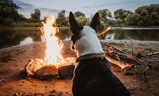 Dog Enjoying Campfire