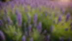 Eye-level view of a blooming lavender plant in a serene garden setting