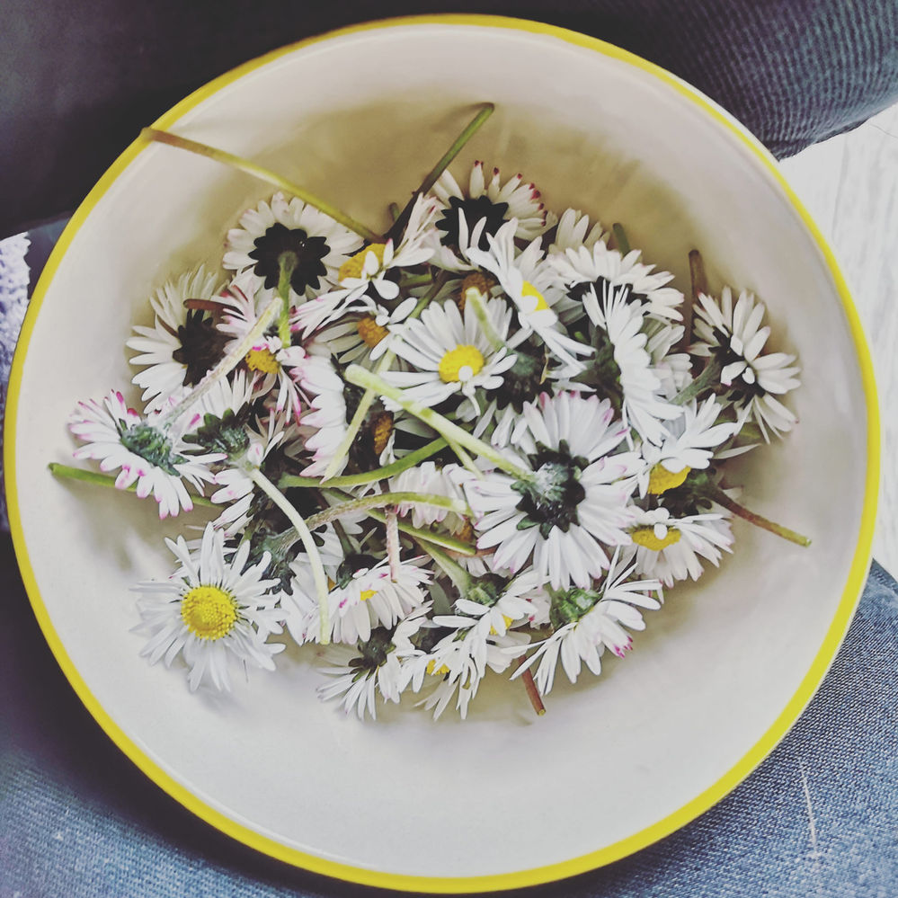 The benefits of daisy tea