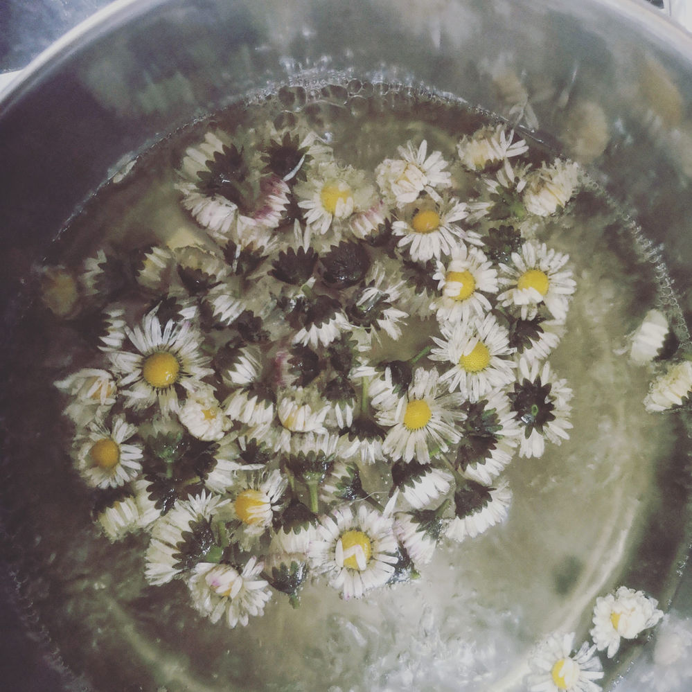 The benefits of daisy tea