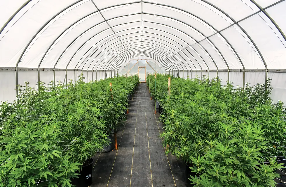 Hemp 