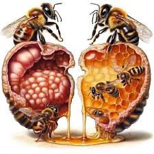 Descubriendo el Fascinante Mundo de las Abejas: ¿Sabías que Tienen Dos Estómagos?