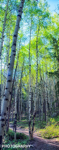 Springtime Aspen Walk 