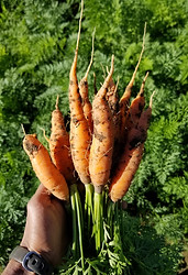 fall carrots.jpg