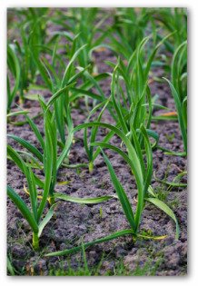 Planting