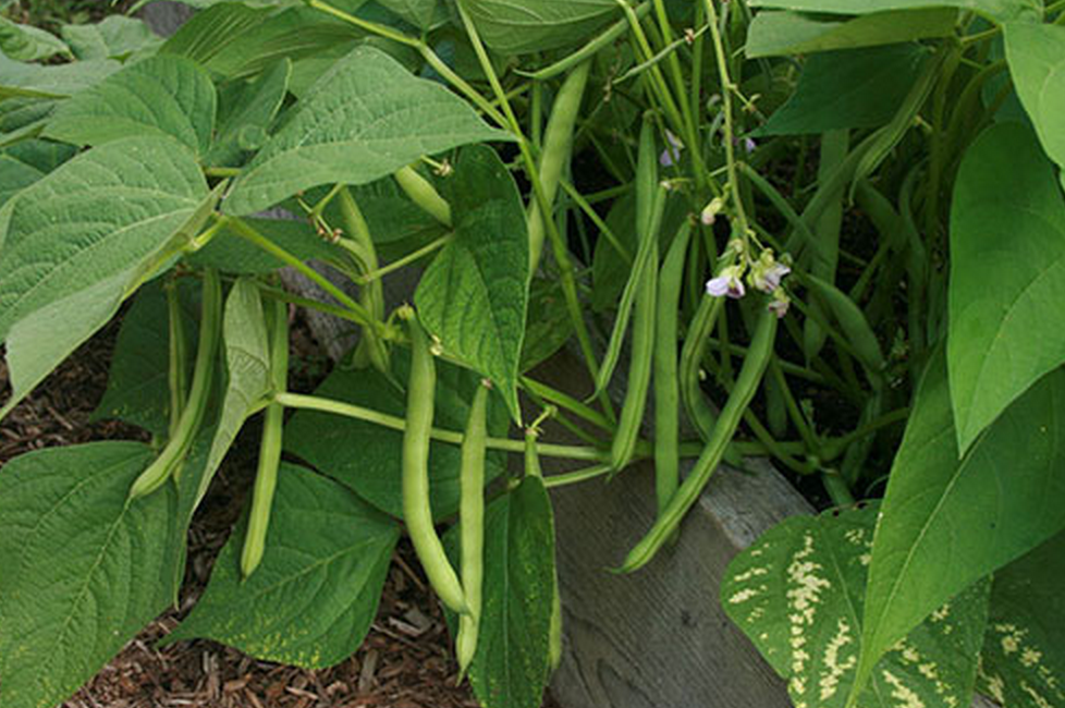 Beans