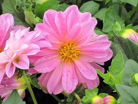 Dahlia louise