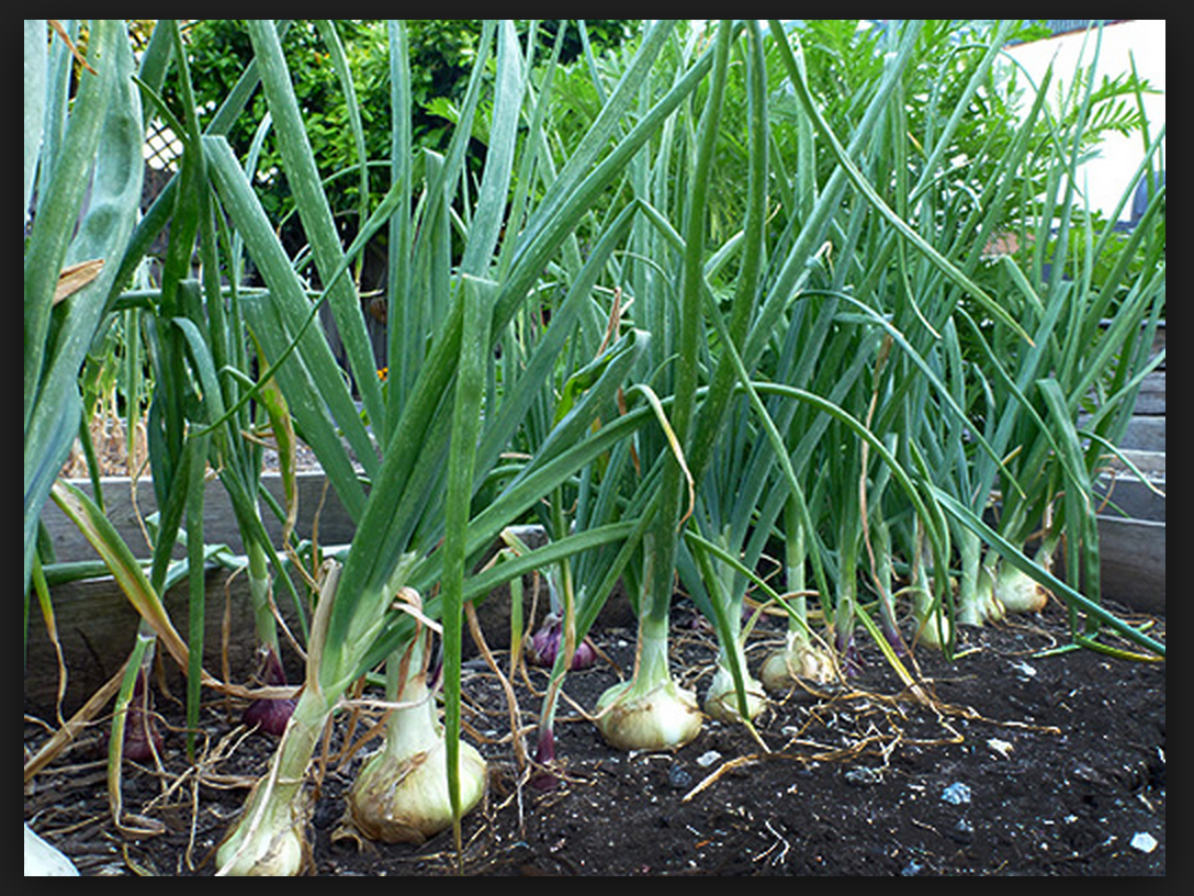 Harvesting Onions