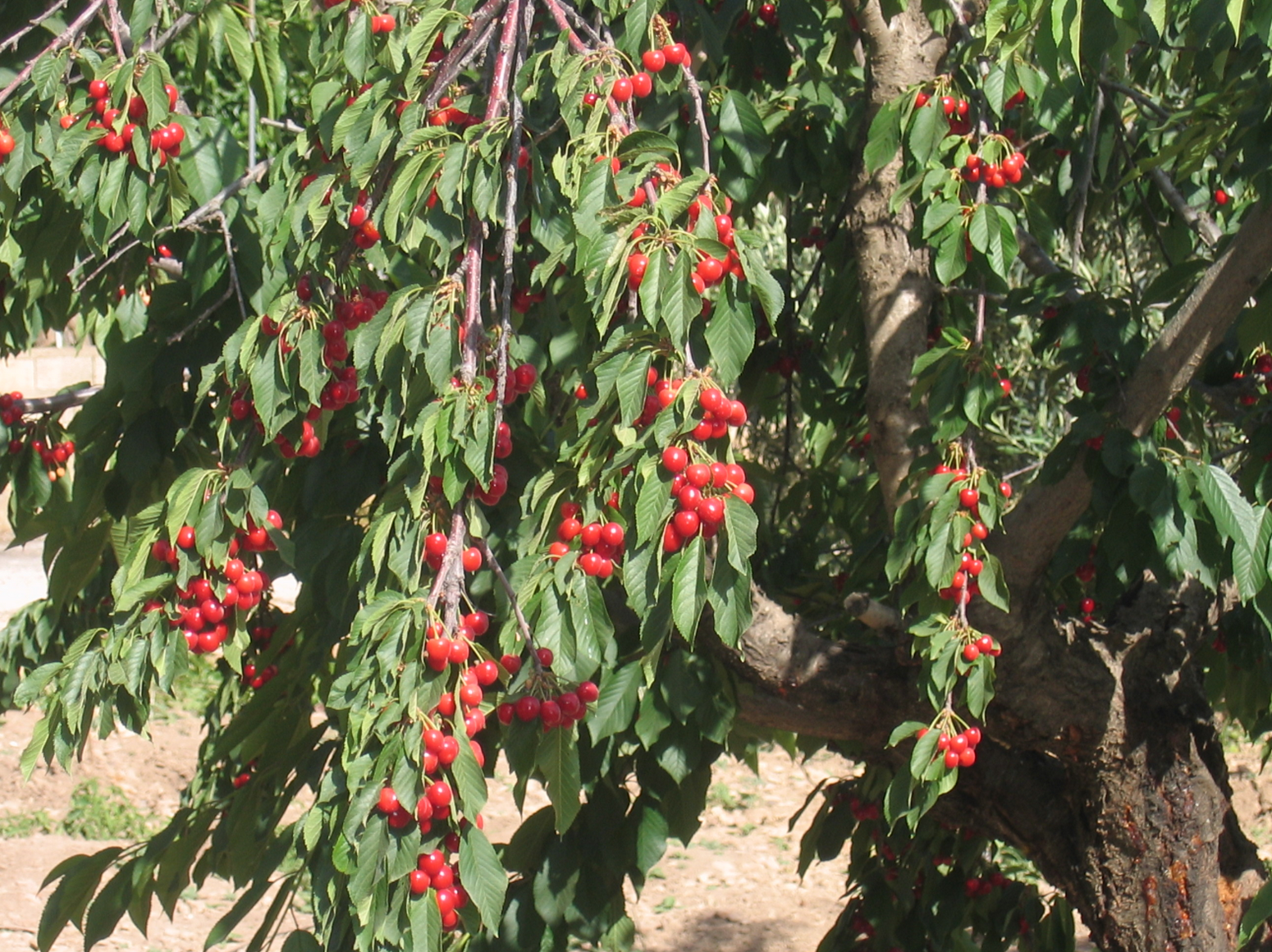 Growing Cherries