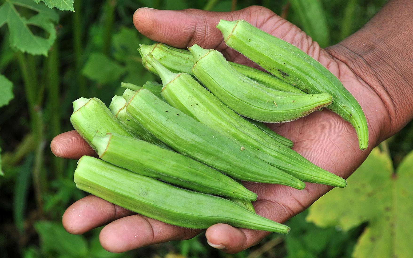 Okra