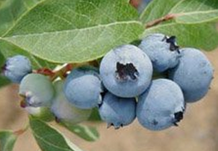 Blueberries