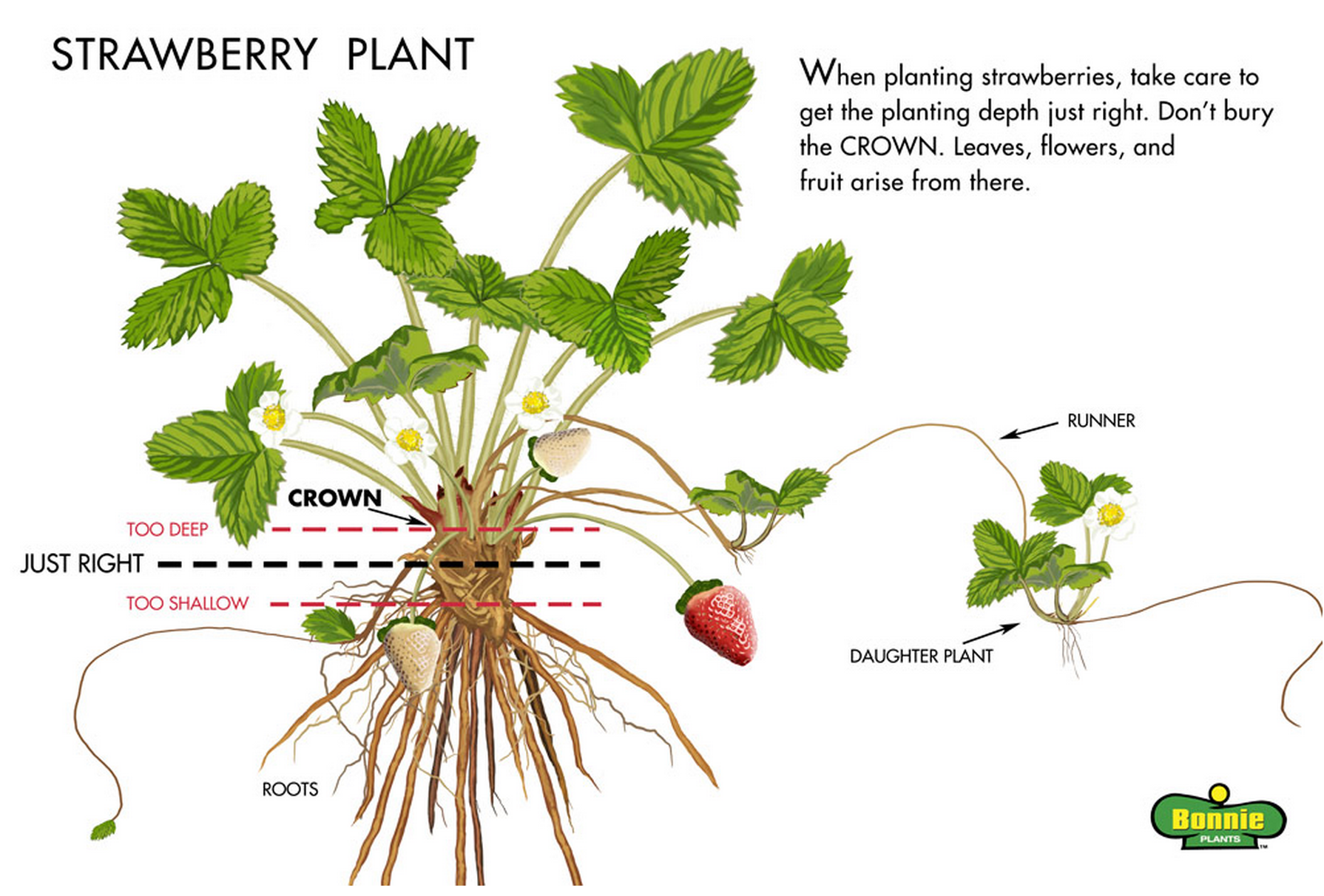Planting Strawberries