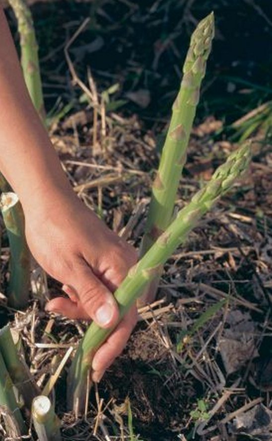 Harvesting Tips
