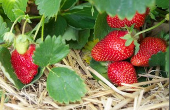 Stawberries