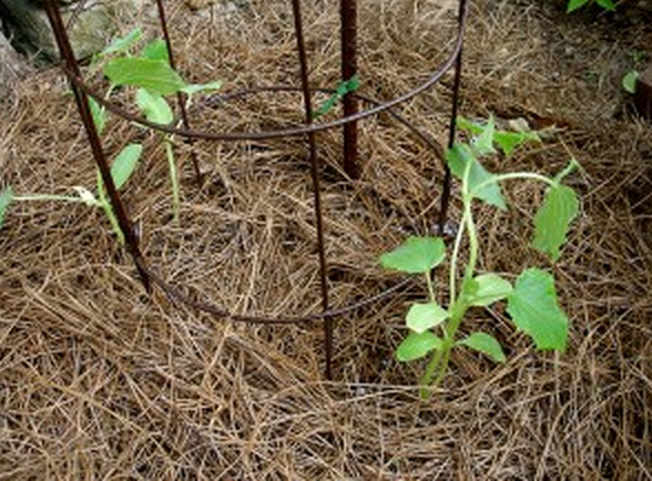 Planting Cucumbers