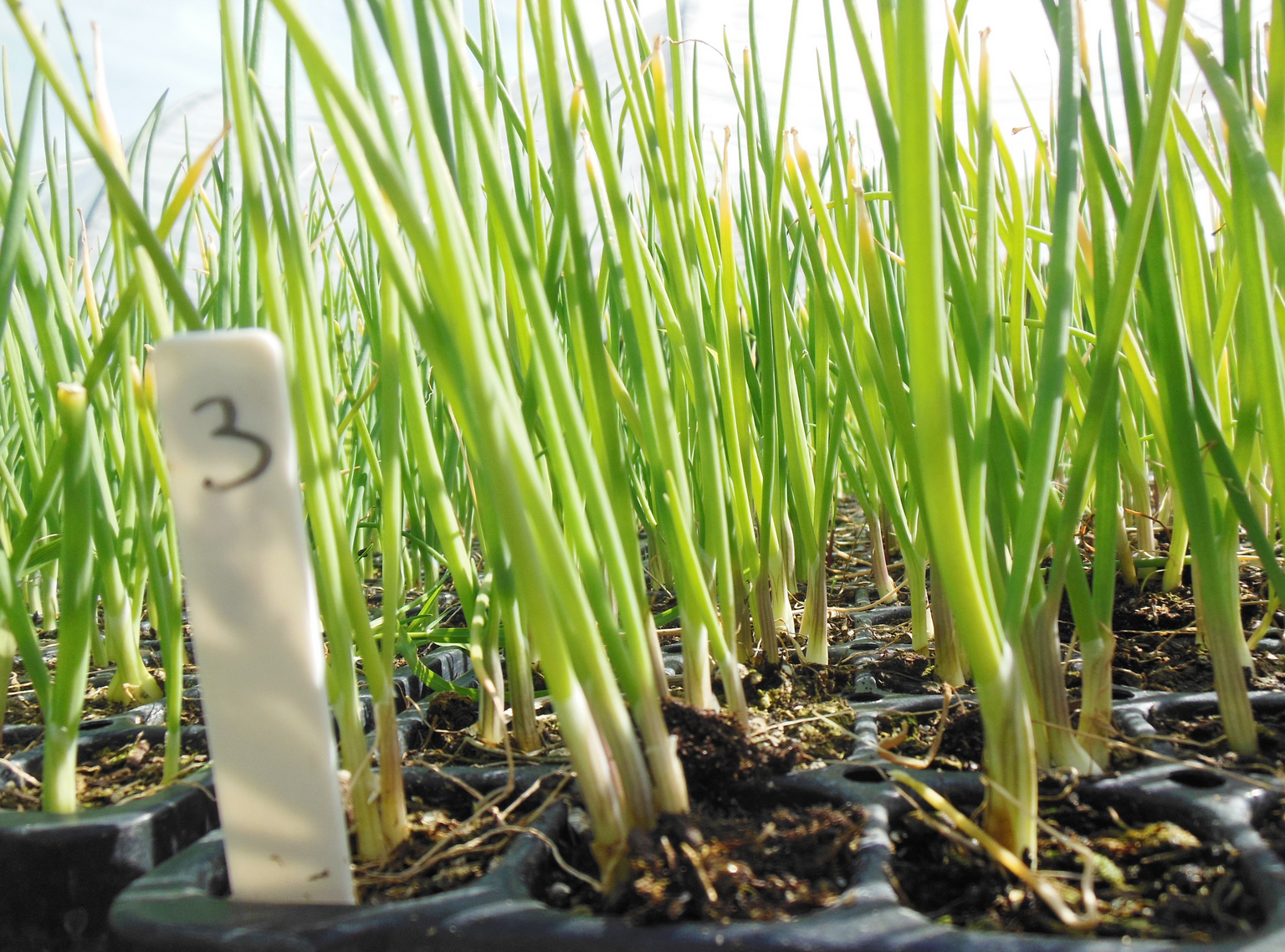 Planting Onions