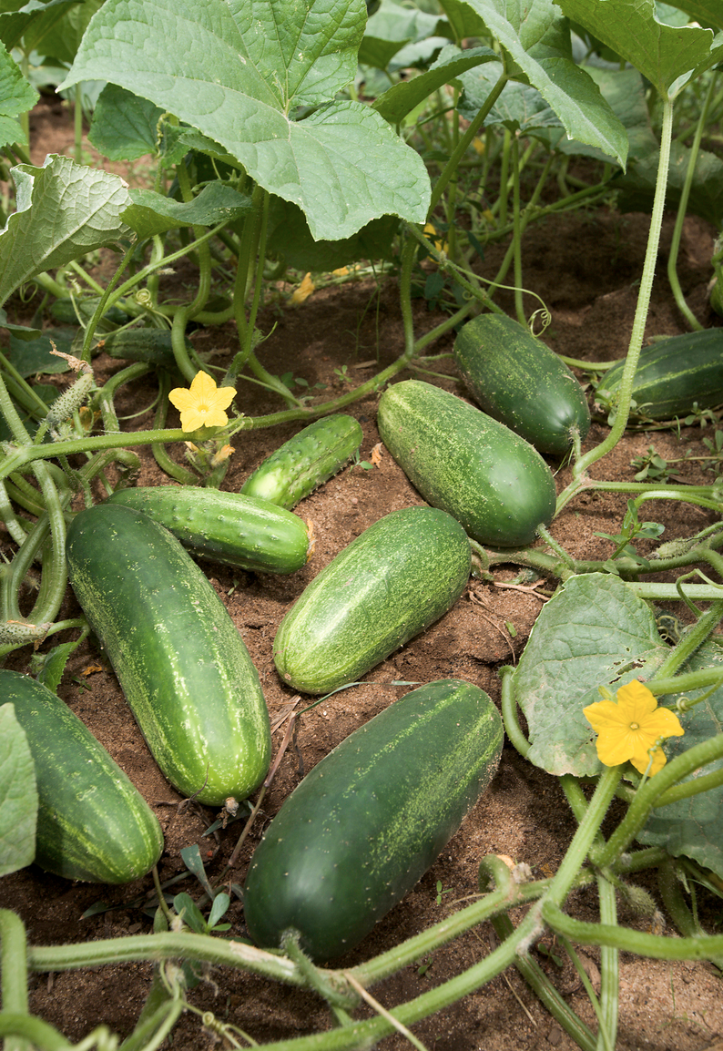 Cucumbers