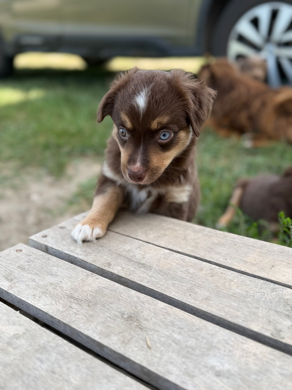 DANDY 9 WEEKS