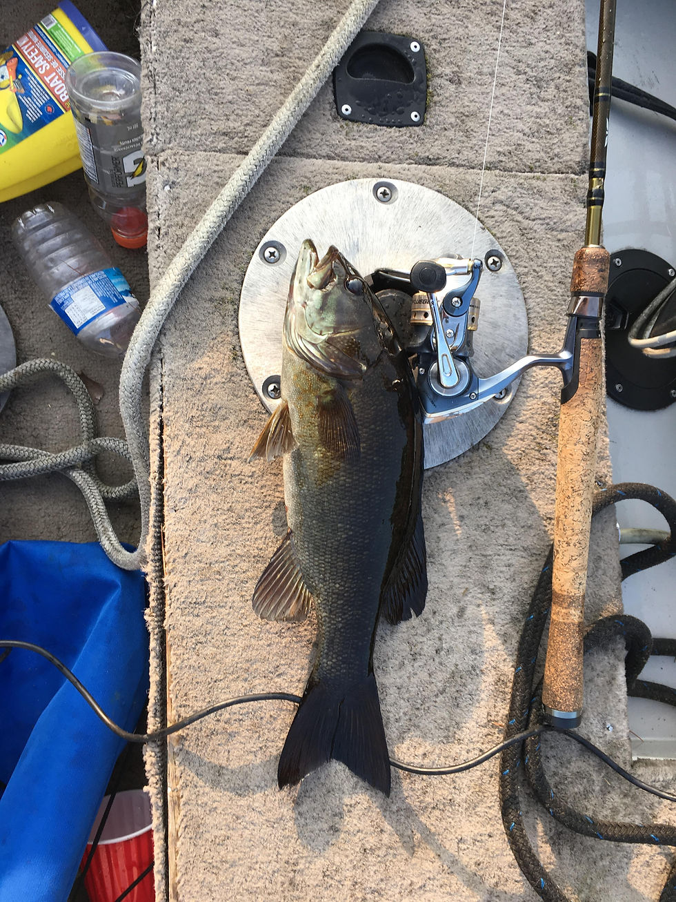 Nice smallmouth bass caught in Muskoka, Ontario