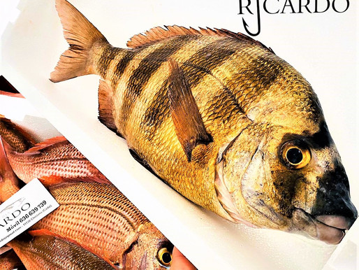 Sargo Capote, Propiedades y curiosidades