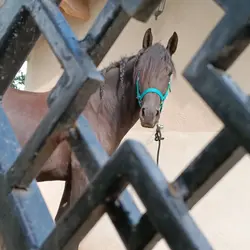 IMG_20240927_154304_639[1]