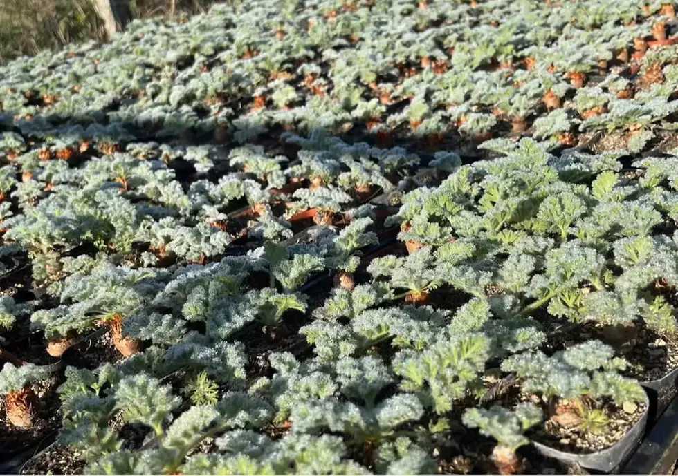 Thumbnail: Caudex Pelargonium Triste Size 3.5 - 4cm Rare Succulent