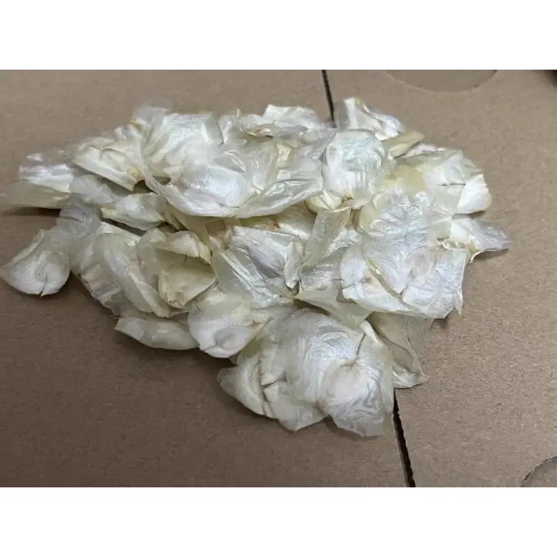 Миниатюра: Pre-Order: Welwitschia Mirabilis Seed x1 Extremely Rare!!!