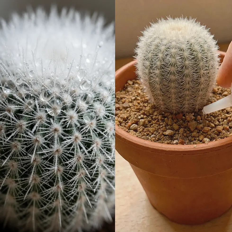 Bottom watering Mammillaria plumosa to prevent spine rot and fungal infections.