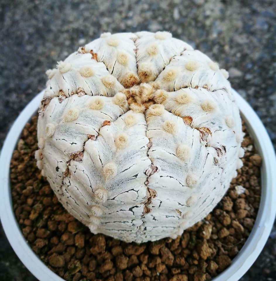 Thumbnail: 10 SEEDS Cactus Astrophytum Super Snow x Super V-Type RARE!