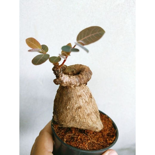 johannisbeere bonsai Bonsai Ficus microcarpa Ginseng Chinesische Feige  Blumen-Senf