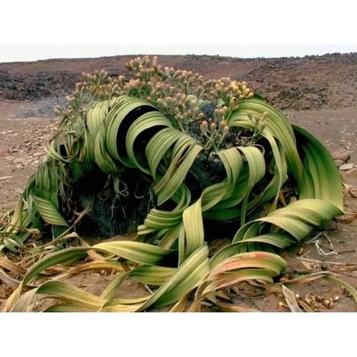 50粒種子ウェルウィッチア・ミラビリスWelwitschia mirabilis Pre-Order: Welwitschia Mirabilis Seed x1 Extremely Rare
