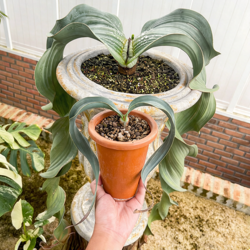 Pre-Order: Welwitschia Mirabilis Seed x1 Extremely Rare