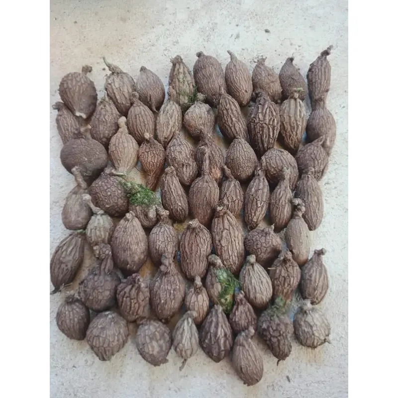 Thumbnail: Mini Size Stephania Suberos, Caudex plant, Tortoise texture, RARE Plant