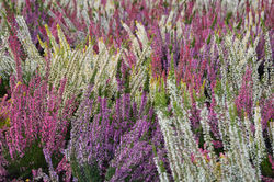 Spring flowers in Warsaw