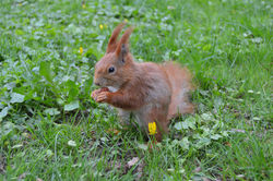 Squirrel in Skaryszewski Park