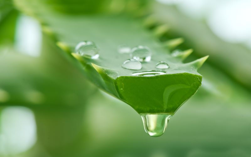 Rượu nha đam tắm trắng có công dụng làm trắng da