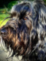PEPPER