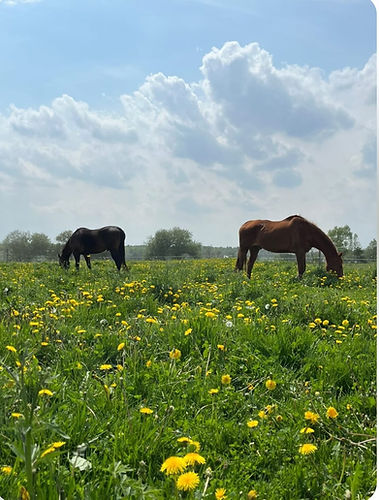 Exclusively Horses Retirement Farm-5.jpg