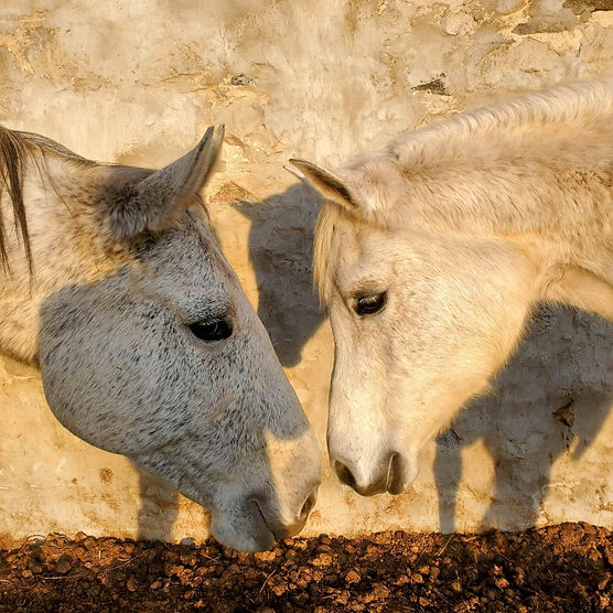 Exclusively Horses Retirement Farm-43.jpg