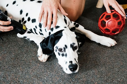 Dalmatian Dog Relaxing During Laser Therapy Treatment with Red Toy Ball at a Veterinary Ph