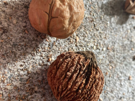 Black Walnuts - episode 1