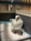 Messenger_creation_04A77F3C-77C4-4DC6-9AB7-0CD0C9D4354D.jpeg