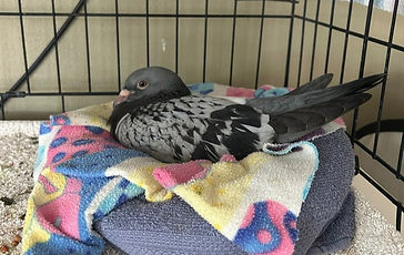 Pigeon in hospital