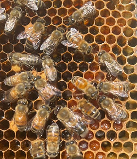 bees and bee bread_edited.jpg