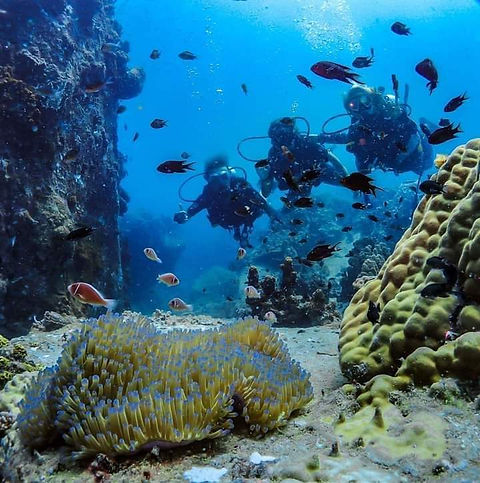 open water guide koh tao.jpeg