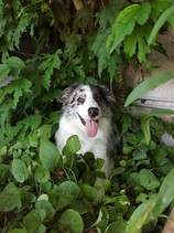 Border collie mirlo