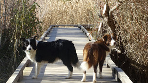 Flix' s Farm Border collie