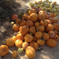 calabazas-muchas.jpeg