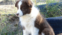 flix's farm Bianca