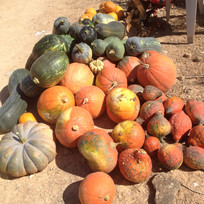 variedad-calabazas.jpeg